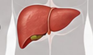 Health-Tips-Liver-1-300x177-1